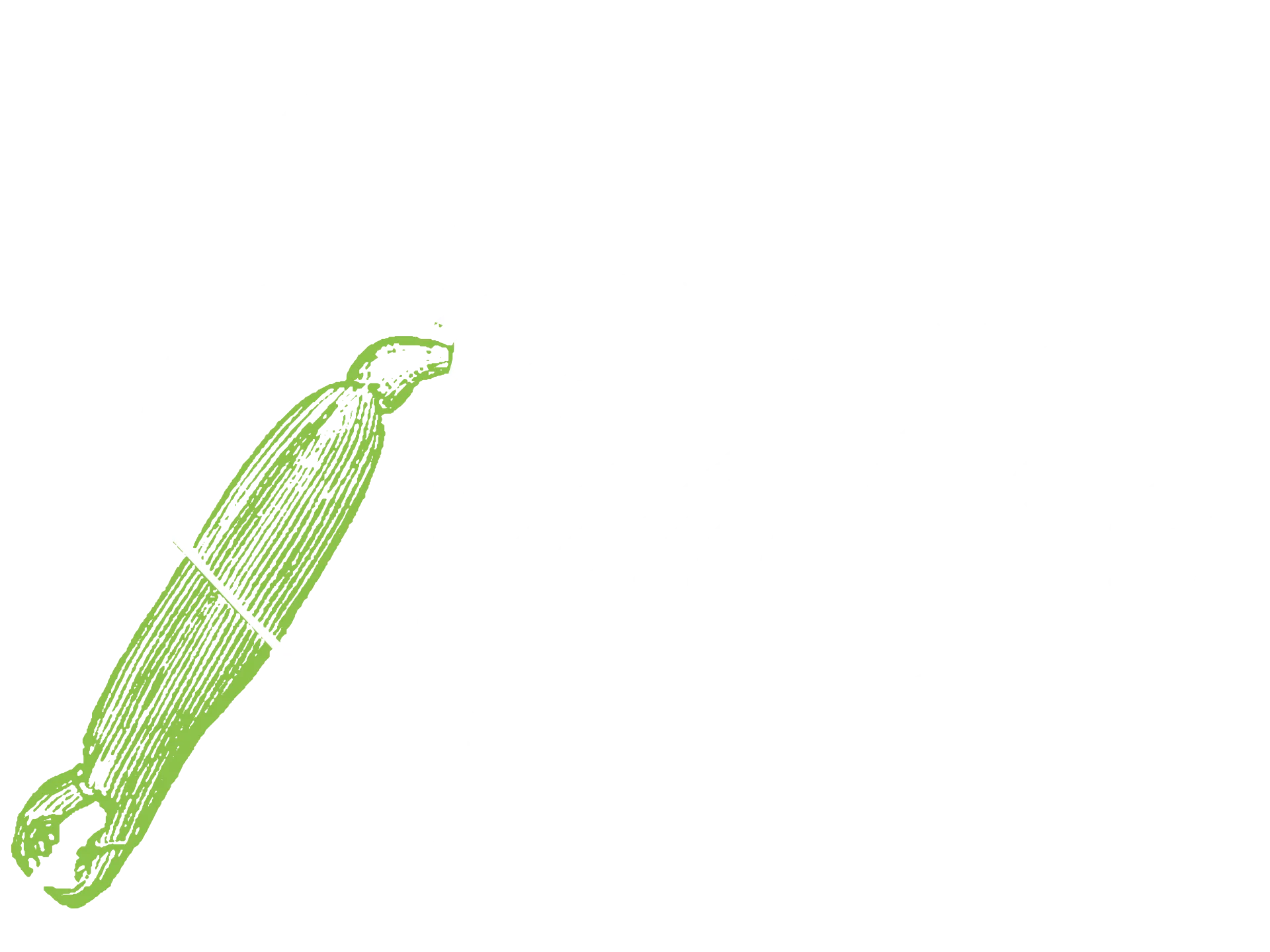 Une crevette-pistolet.