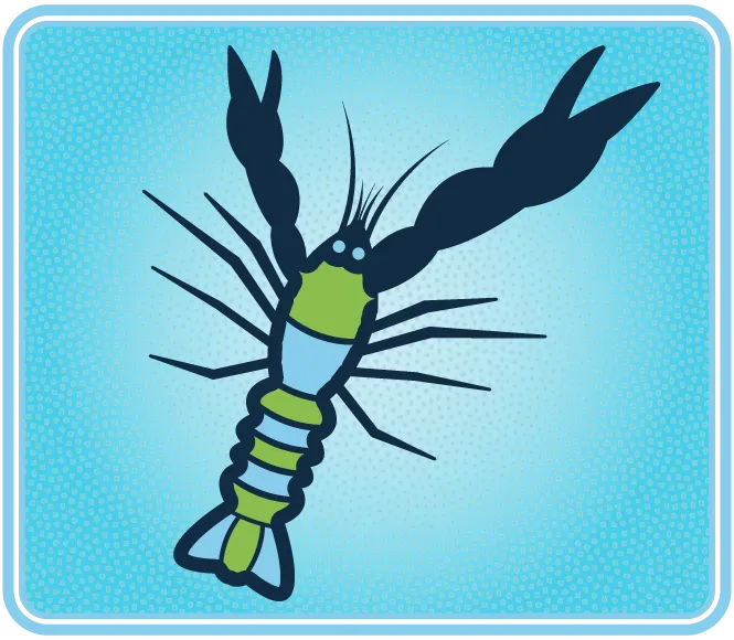 Un petit crustacé au corps allongé possédant deux pinces; l’une des deux est beaucoup plus grosse.