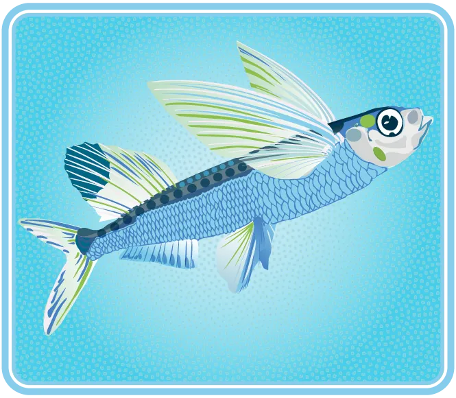 Un poisson dont les nageoires dorsales ressemblent à des ailes.